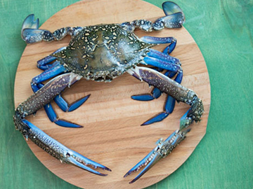 Blue Crab