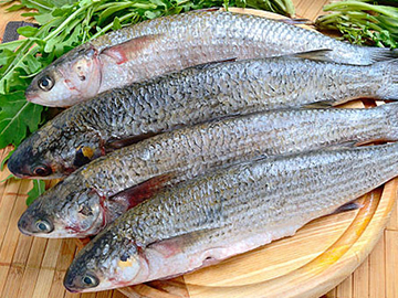 Flathead Grey Mullet