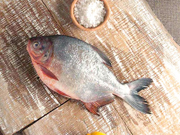 Chinese Pomfret